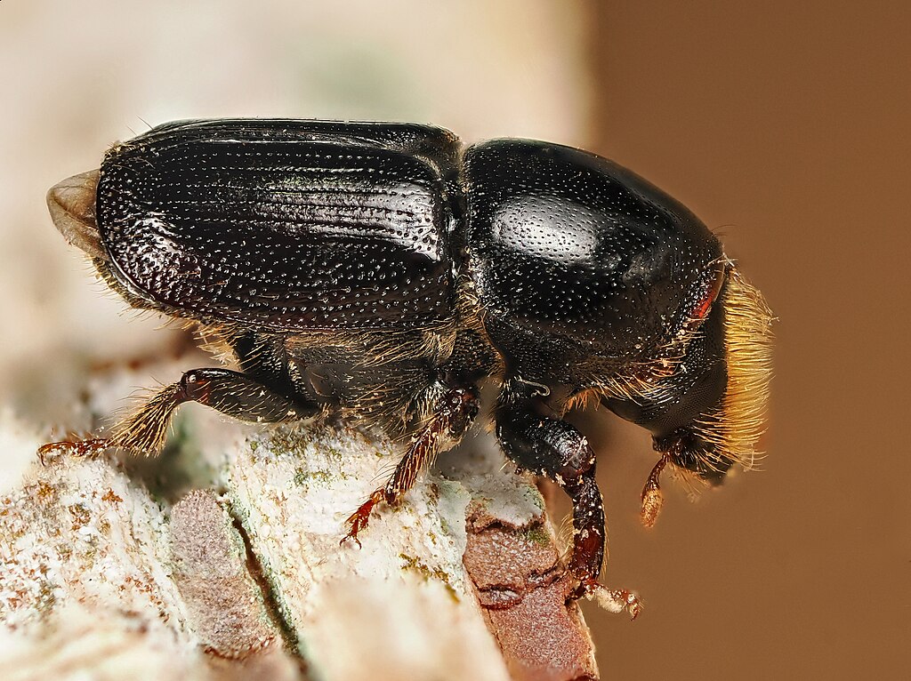 Scolytus ratzeburgii side view, close-up
