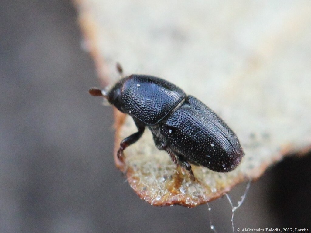 Scolytus rugulosus