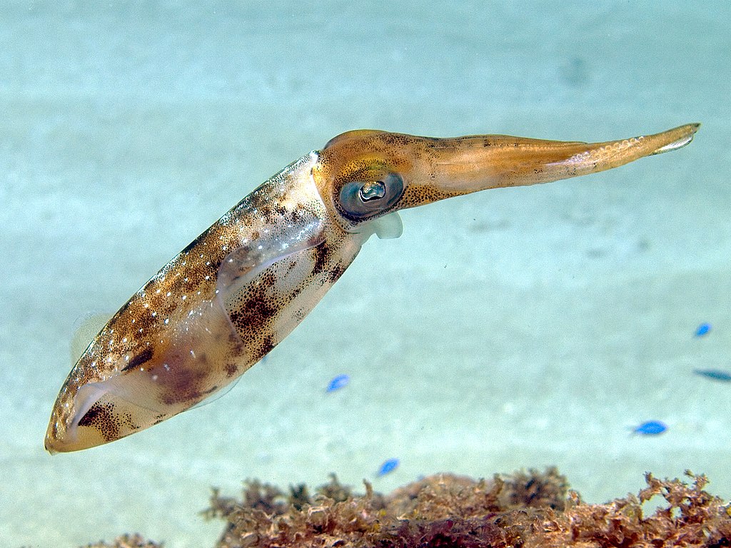 A Caribbean reef squid near algae.