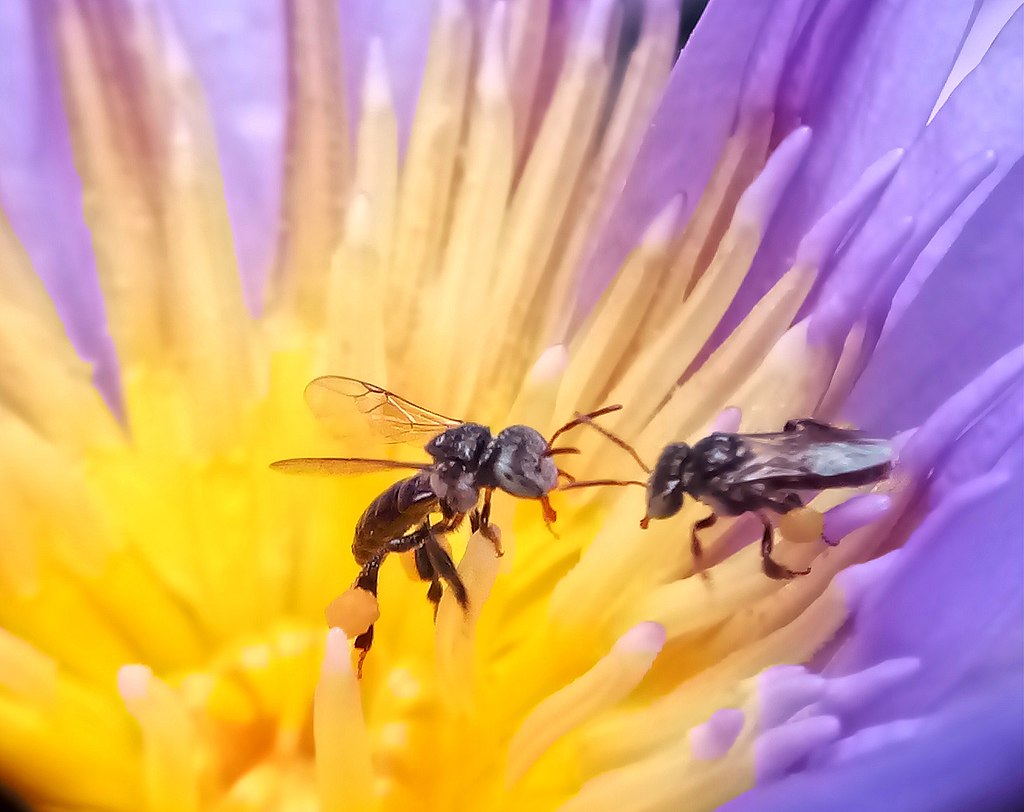 Bees communicating