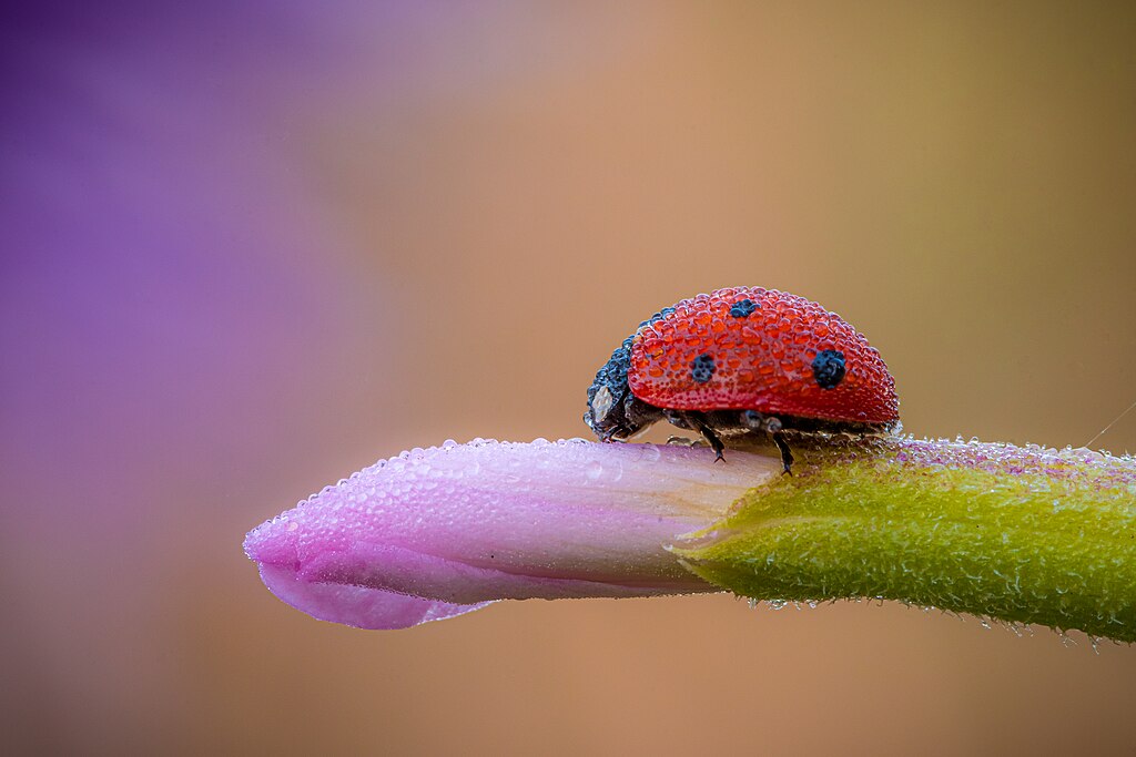 A ladybug on a flower