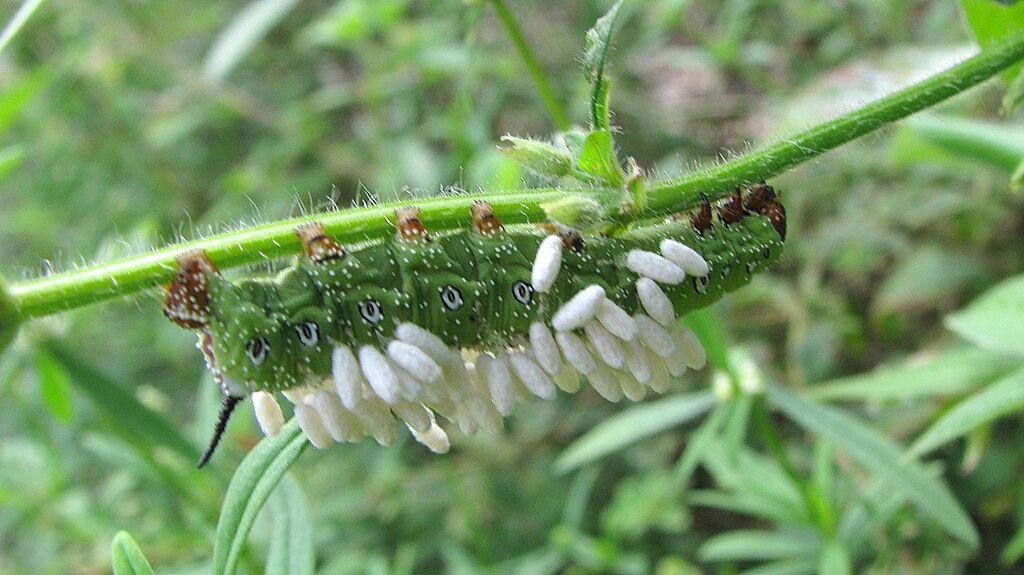 Silk cocoons of parasitoid wasps on a sphingid caterpillar