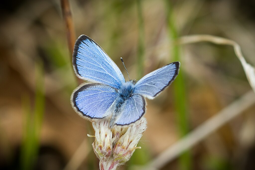 Karner blue butterfly on a flower
