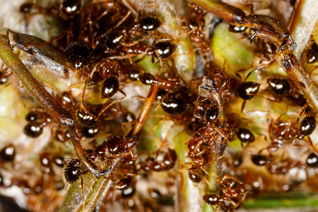 Red imported fire ants on the insect