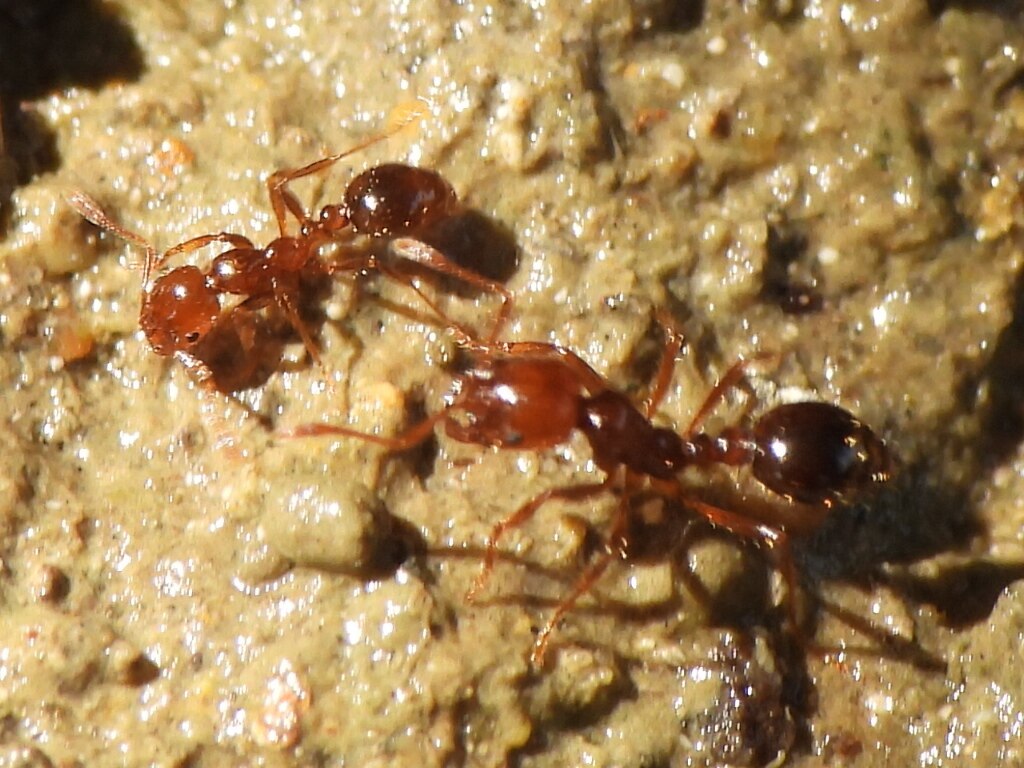 Red imported fire ants on land