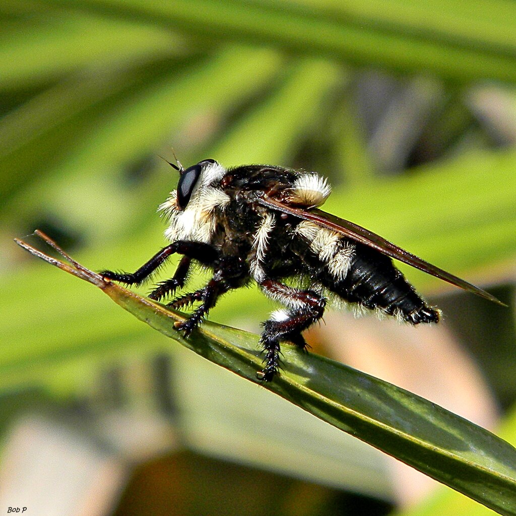 Southern bee killer on a leaf