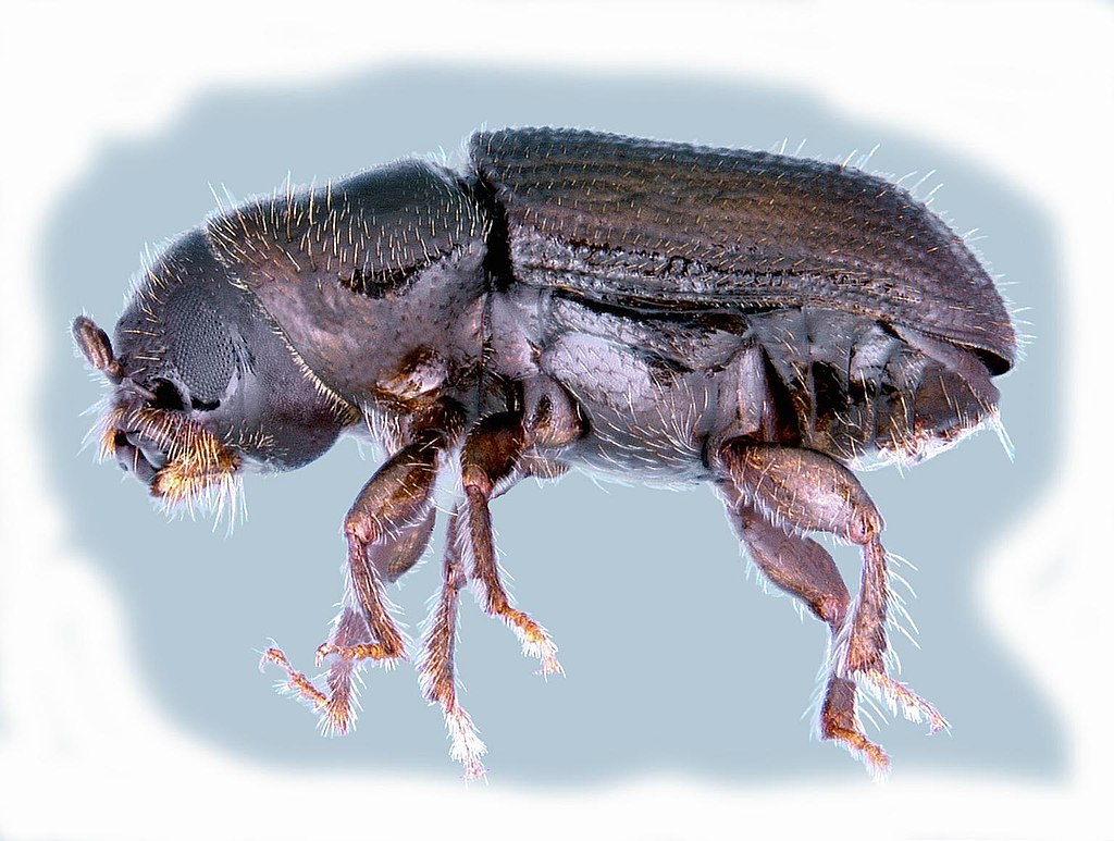Southern pine beetle specimen, side view