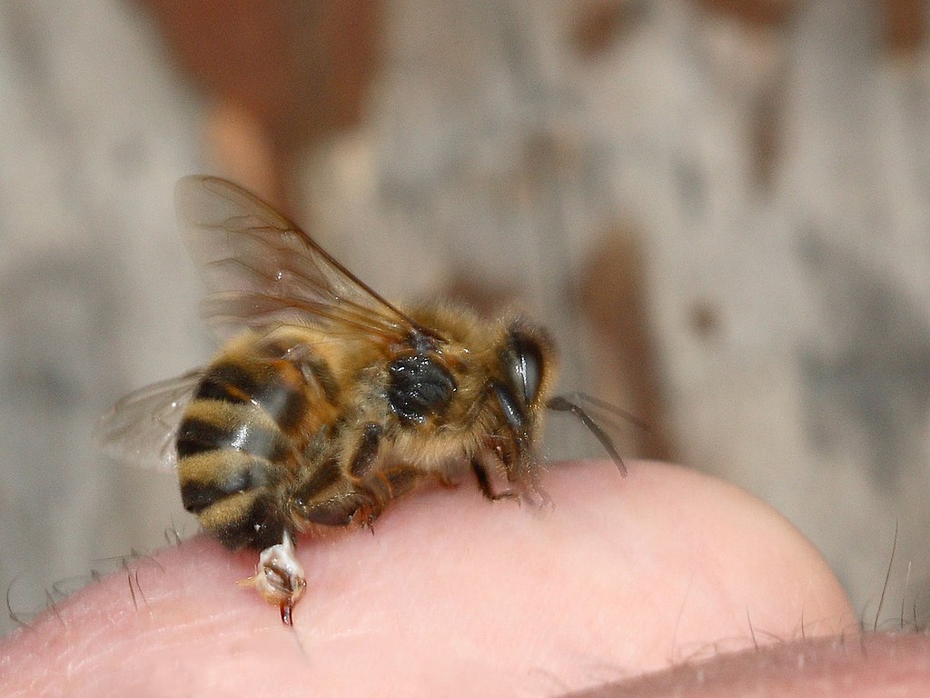 Sting of a honeybee