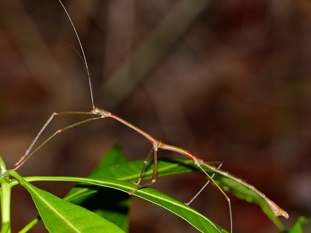 Stick insect on a leaf