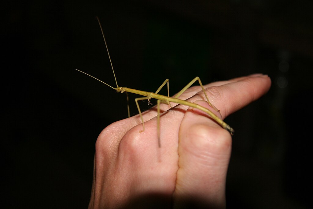 Stick insect human interaction