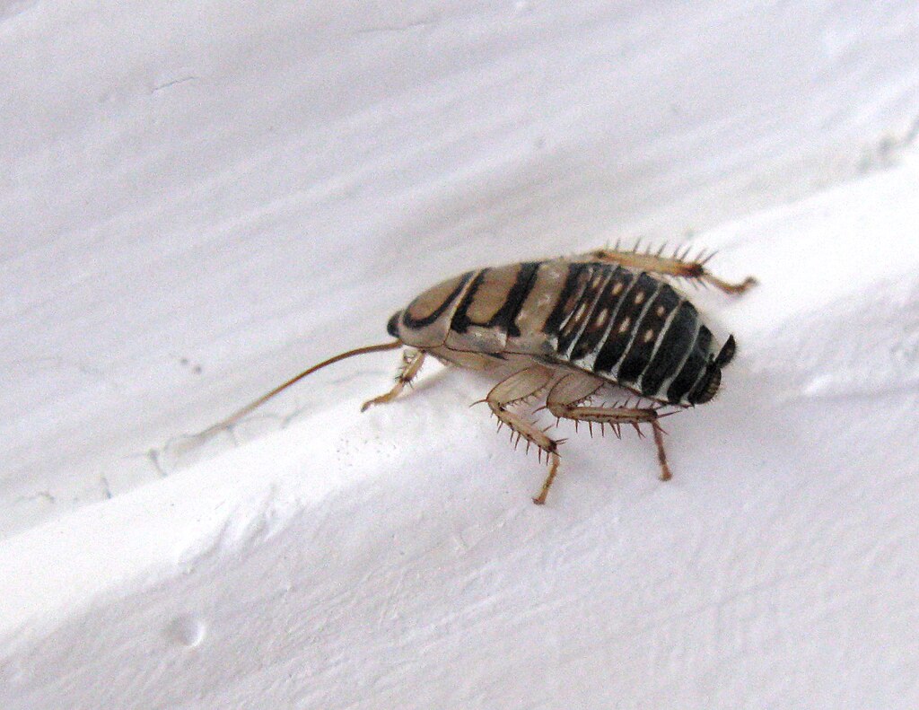 A cockroach crawling on a white background