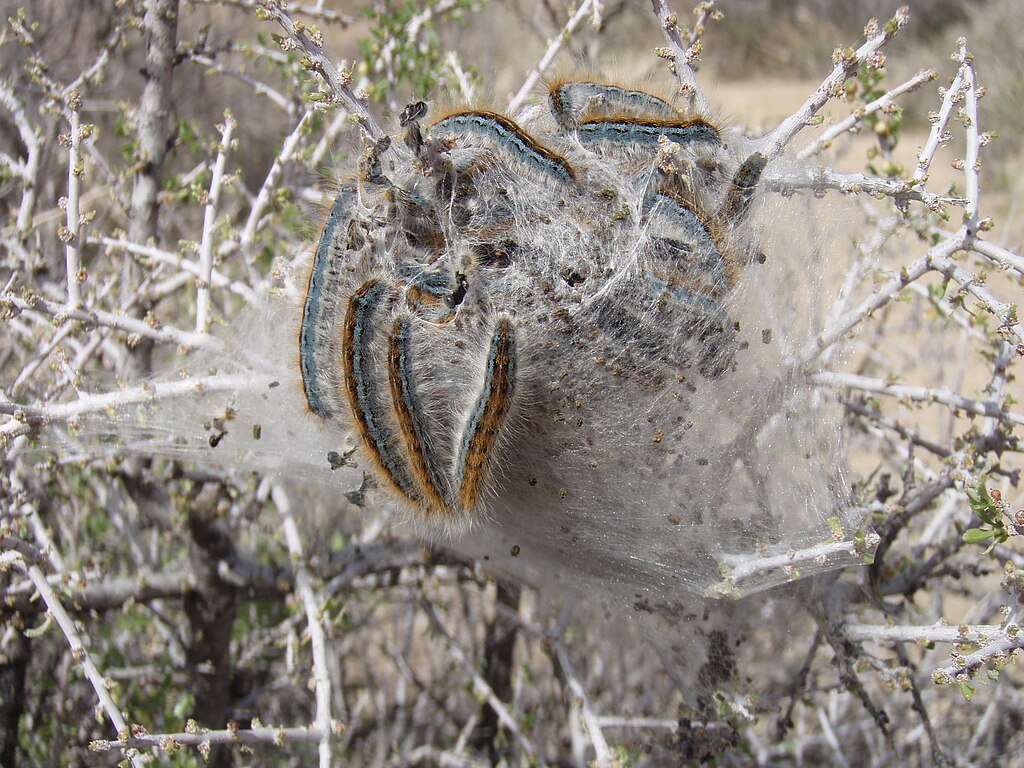 Tent caterpillars together