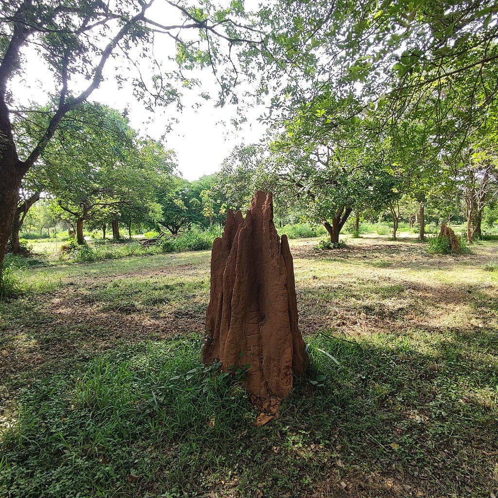 Termite mound with trees around
