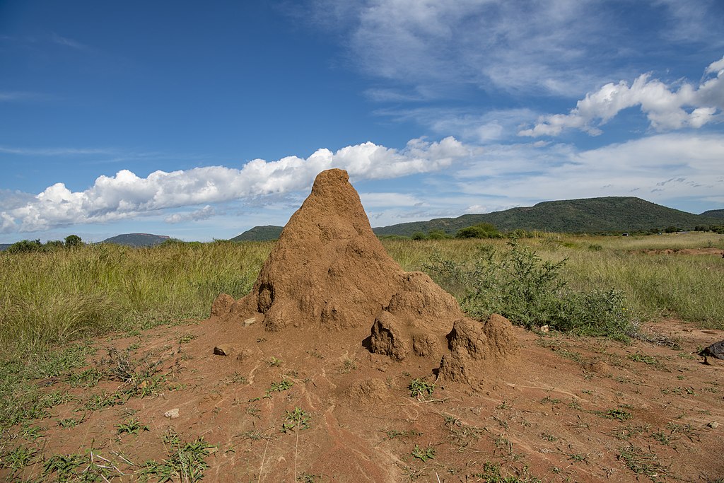 A termite mound with mountain in the background