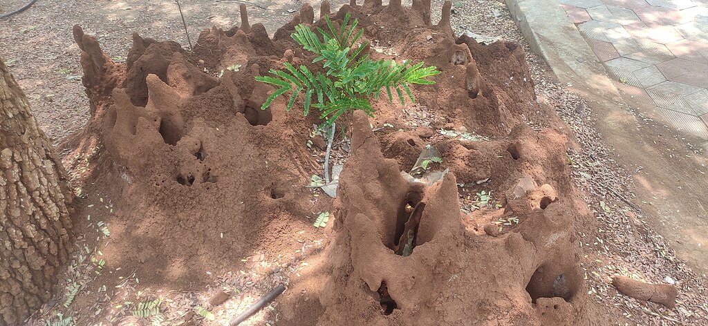Termite mound near the alley