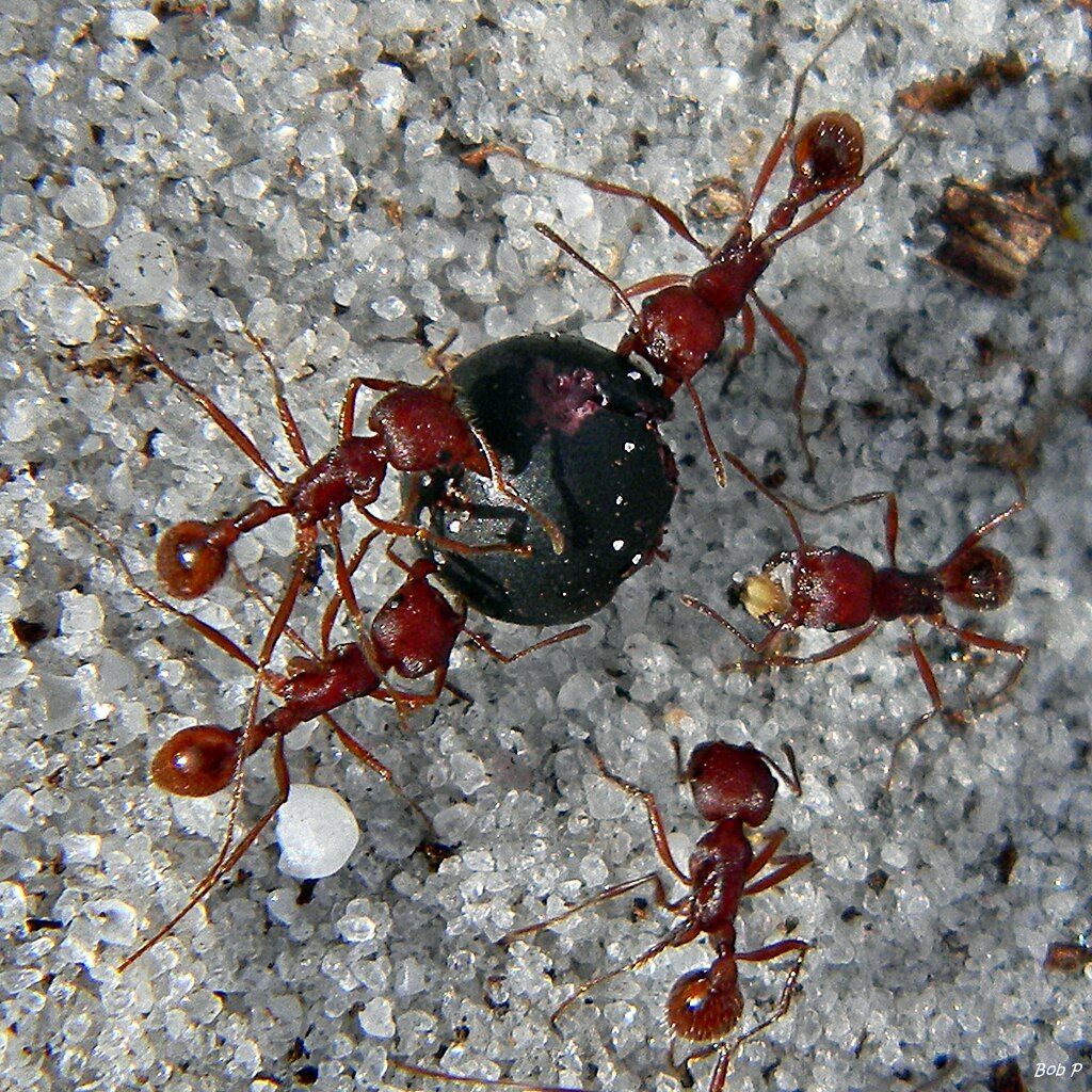 A group of foraging harvester ants carrying a berry