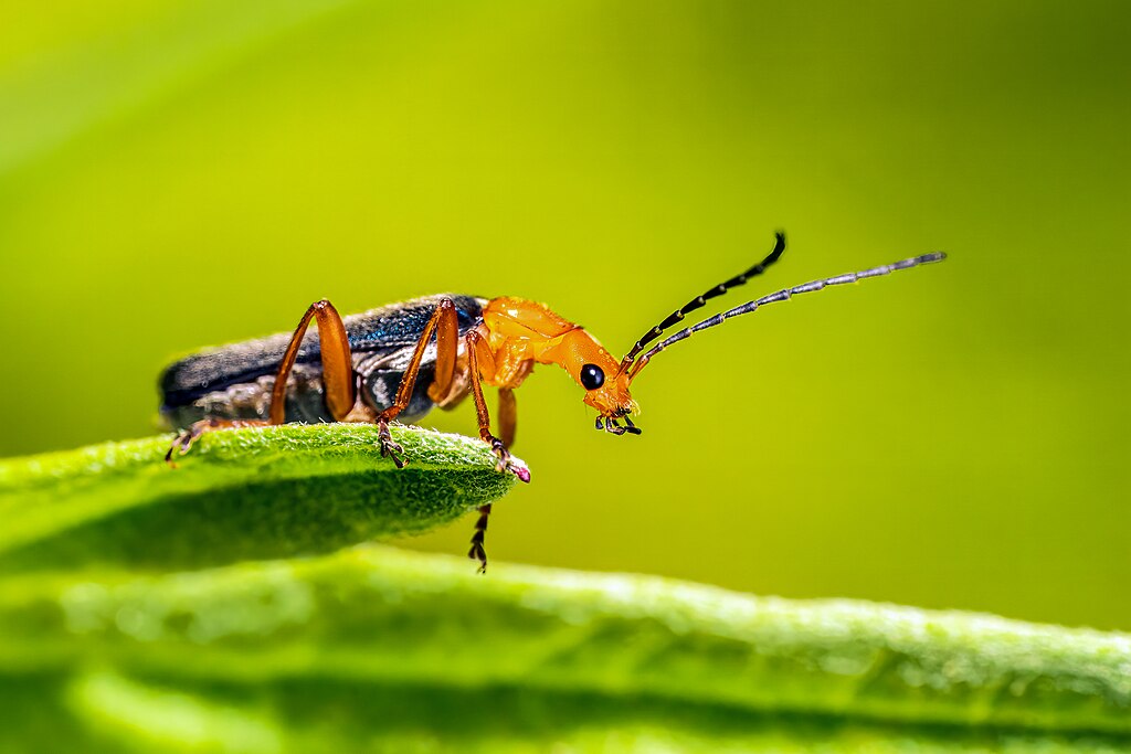 Red coats beetle bug on the tip of a leaf