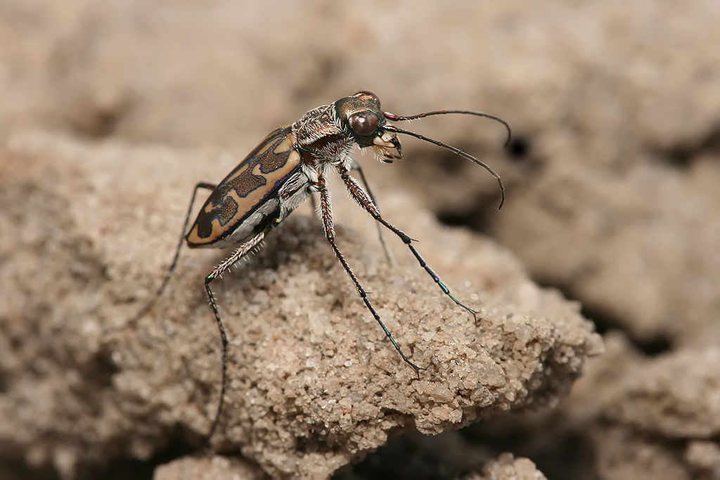 Tiger beetle on the sand, side view
