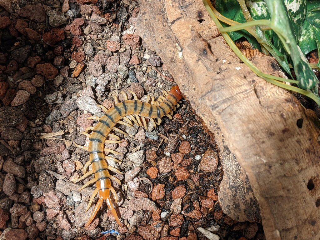 A centipede crawling near a log