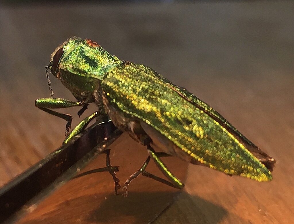 Emerald ash borer on a brown surface