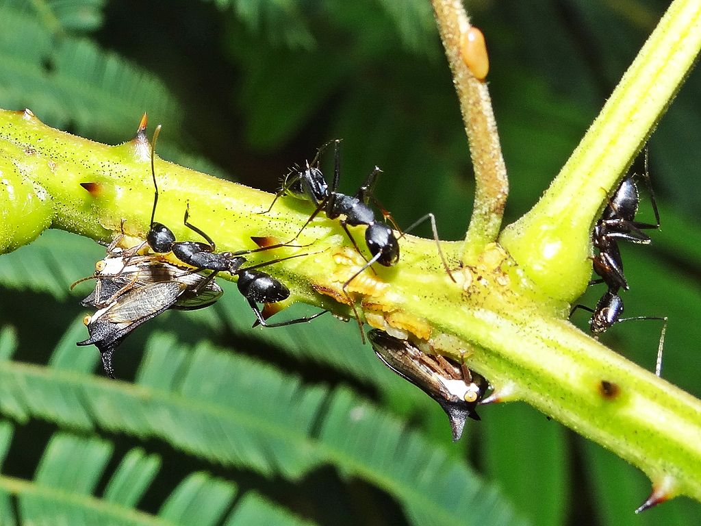 Treehoppers on a plant stalk