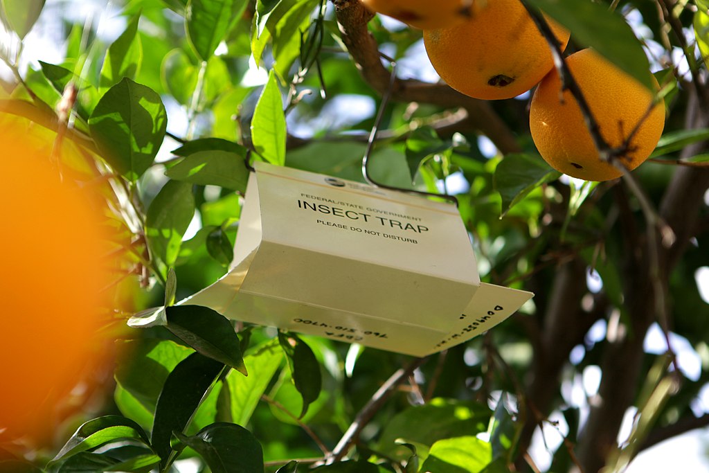 Insect trap on an orange tree