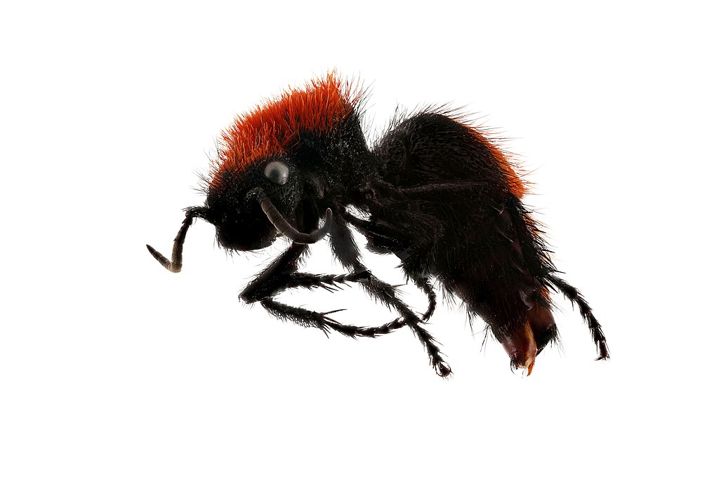 Velvet ant on white background