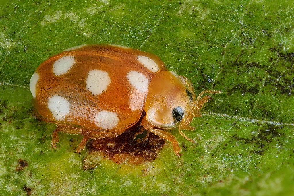 A species of ladybird beetle on a leaf