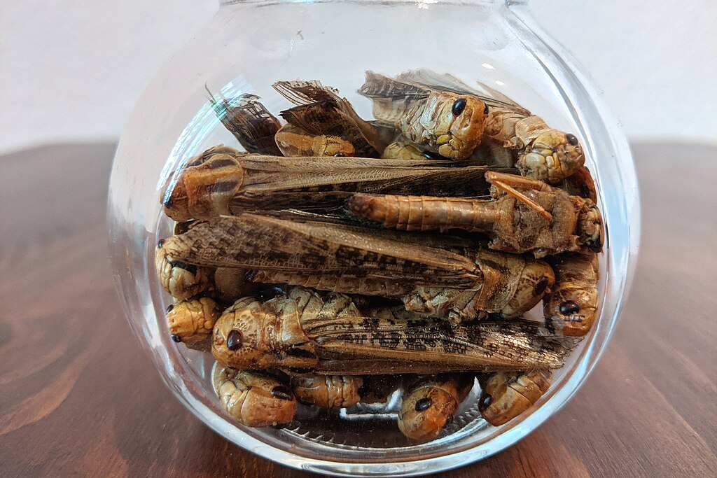 Dried migratory locusts as food