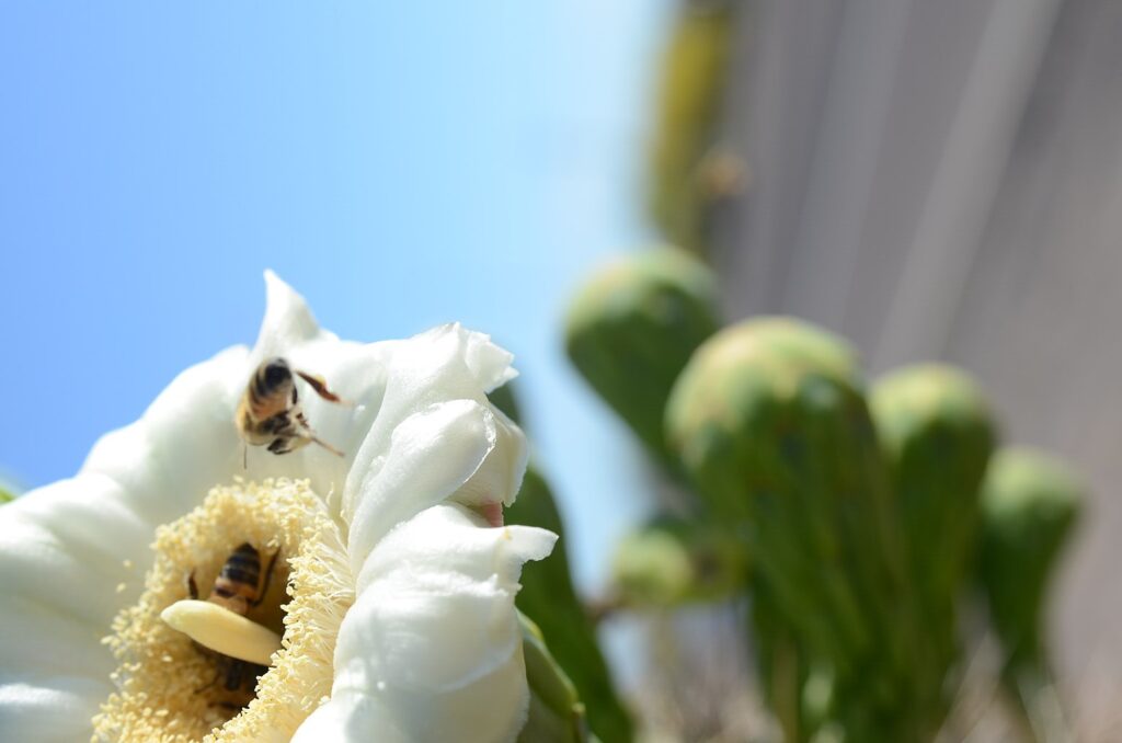 A bee on a cactus flower