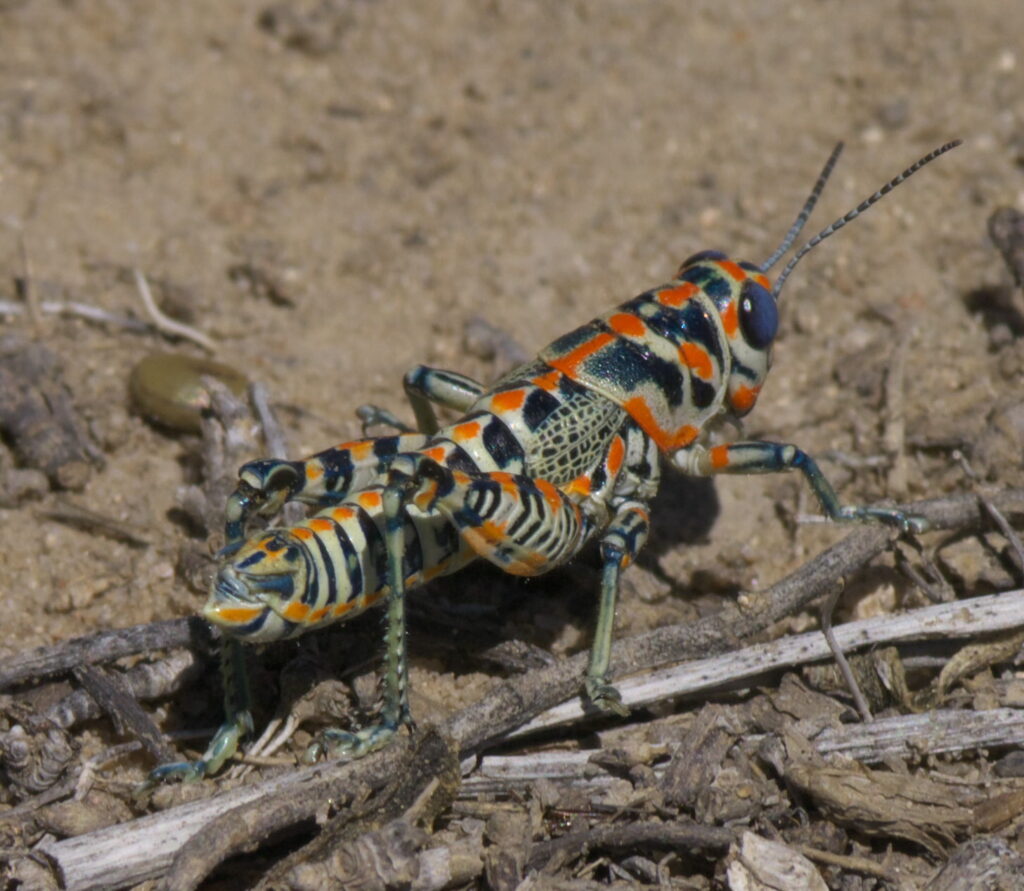 Dactylotum bicolor in defense mode