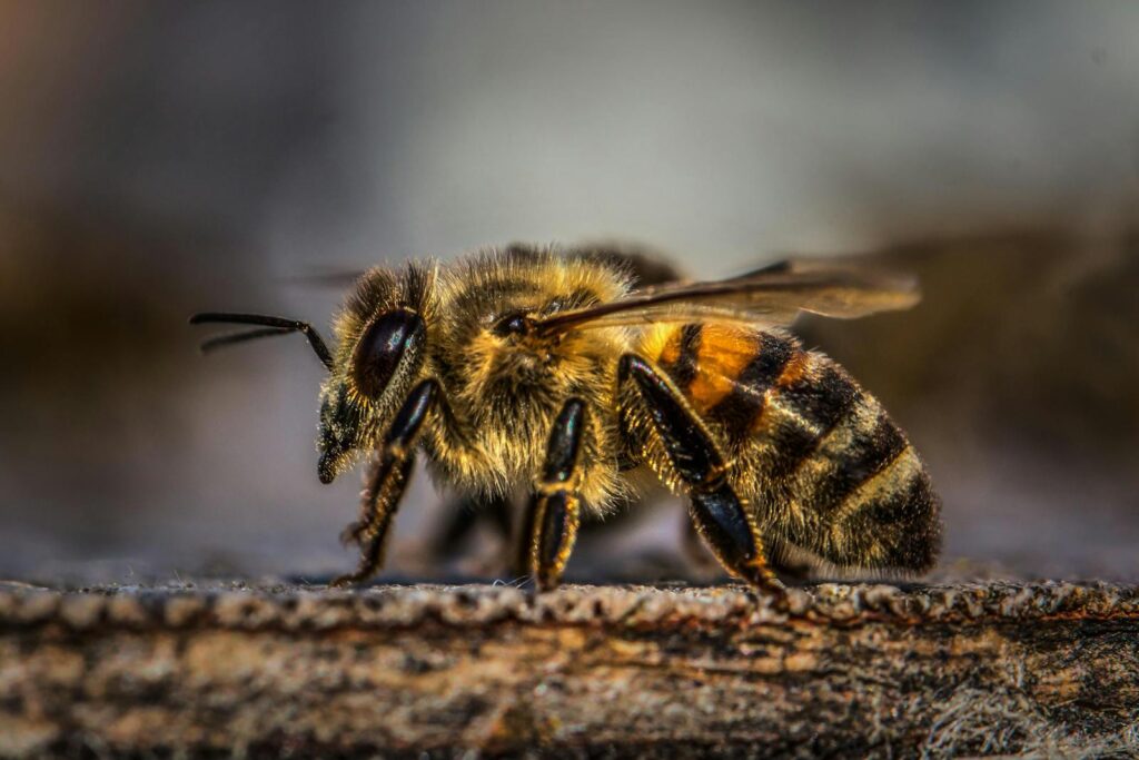 Detailed macro shot of a honeybee on a natural surface