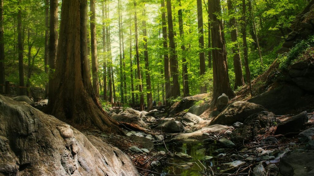 Serene forest scene with tall trees and a peaceful stream flowing through rocks.