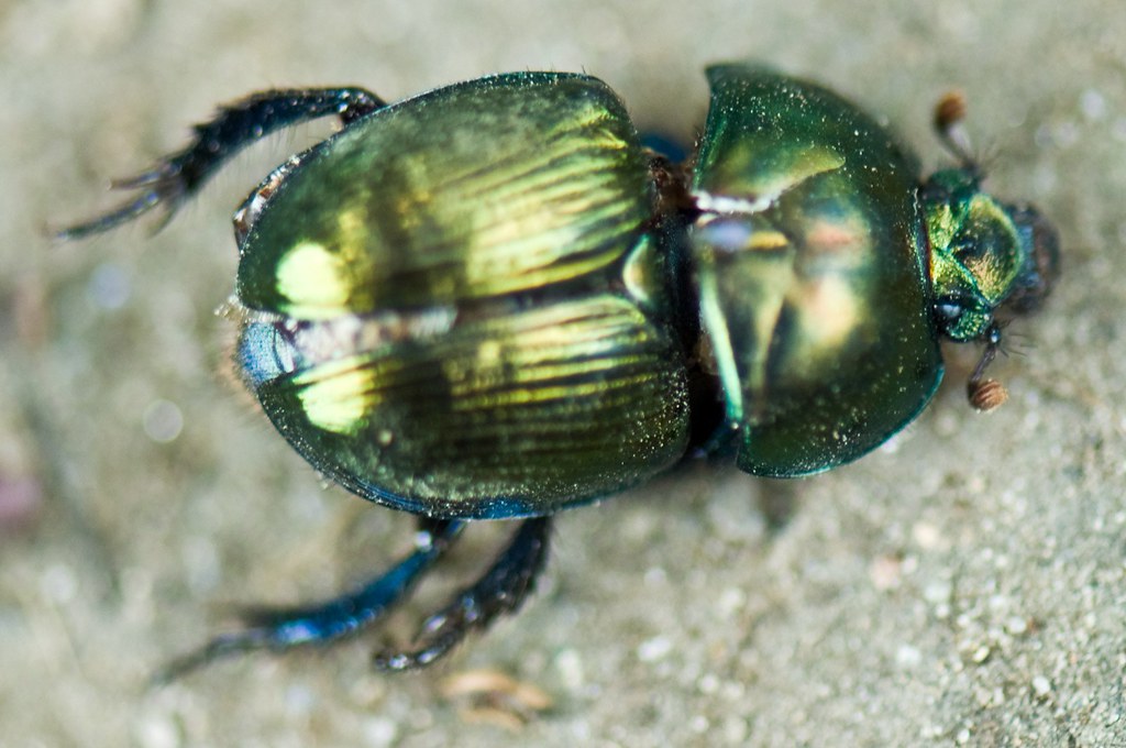Scarab beetle dorsal, close-up