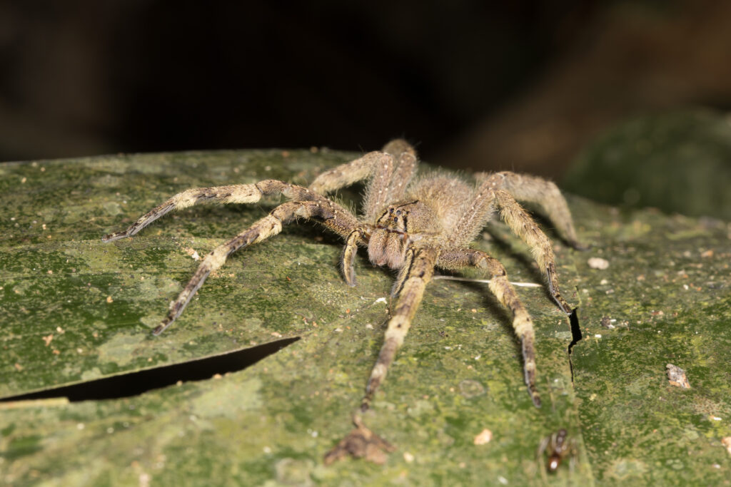 A Brazilian wandering spider on a green leaf