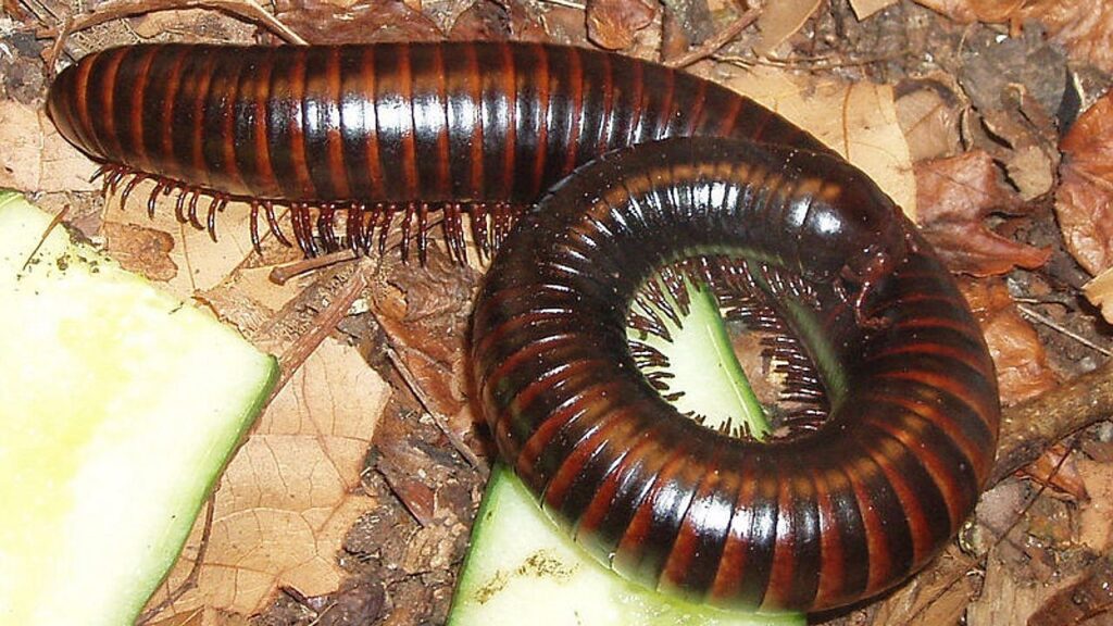 millipede, myriapoda, centipede, arthropod, arthropoda, giant millipede, worm, curl, rolled, fauna, feet, millipede, millipede, millipede, millipede, millipede, centipede, centipede, centipede, worm, worm, worm, worm