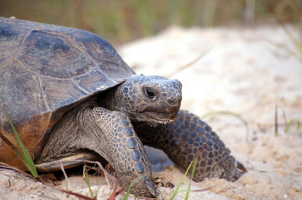 Detailed close-up of a gopher tortoise (Gopherus polyphemus) on sandy terrain in Florida.