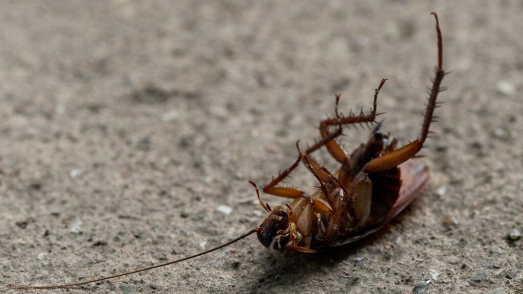 Macro shot of a dead cockroach lying on its back on concrete surface.