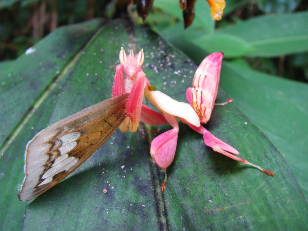 Orchid mantis after lunch