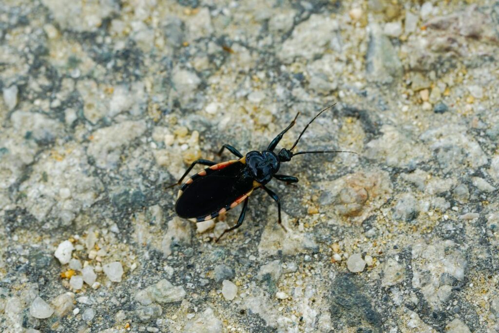 Detailed close-up of an assassin bug walking on a rocky surface, showcasing its distinct features.