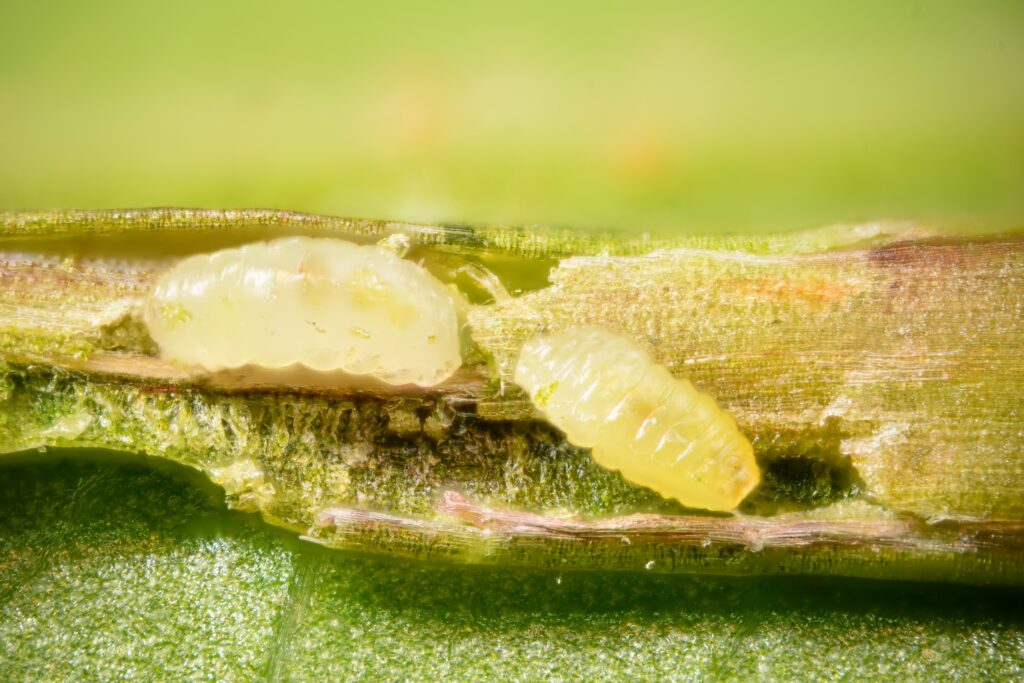 Contarinia pseudotsugae larvae in the needles of Douglas Fir trees