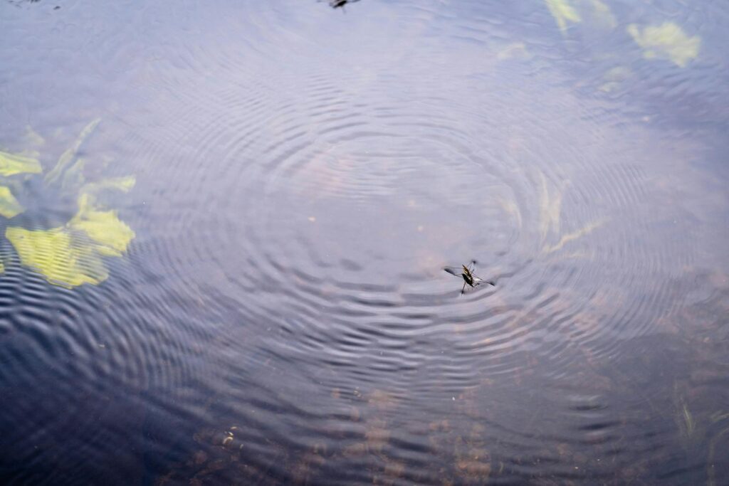 A water strider insect on a pond, creating ripples across the water's surface.