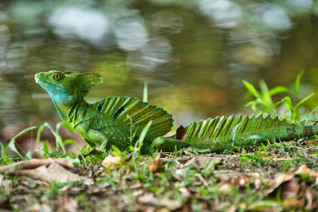 Close-up of a green plumed basilisk lizard in natural habitat, Costa Rica.