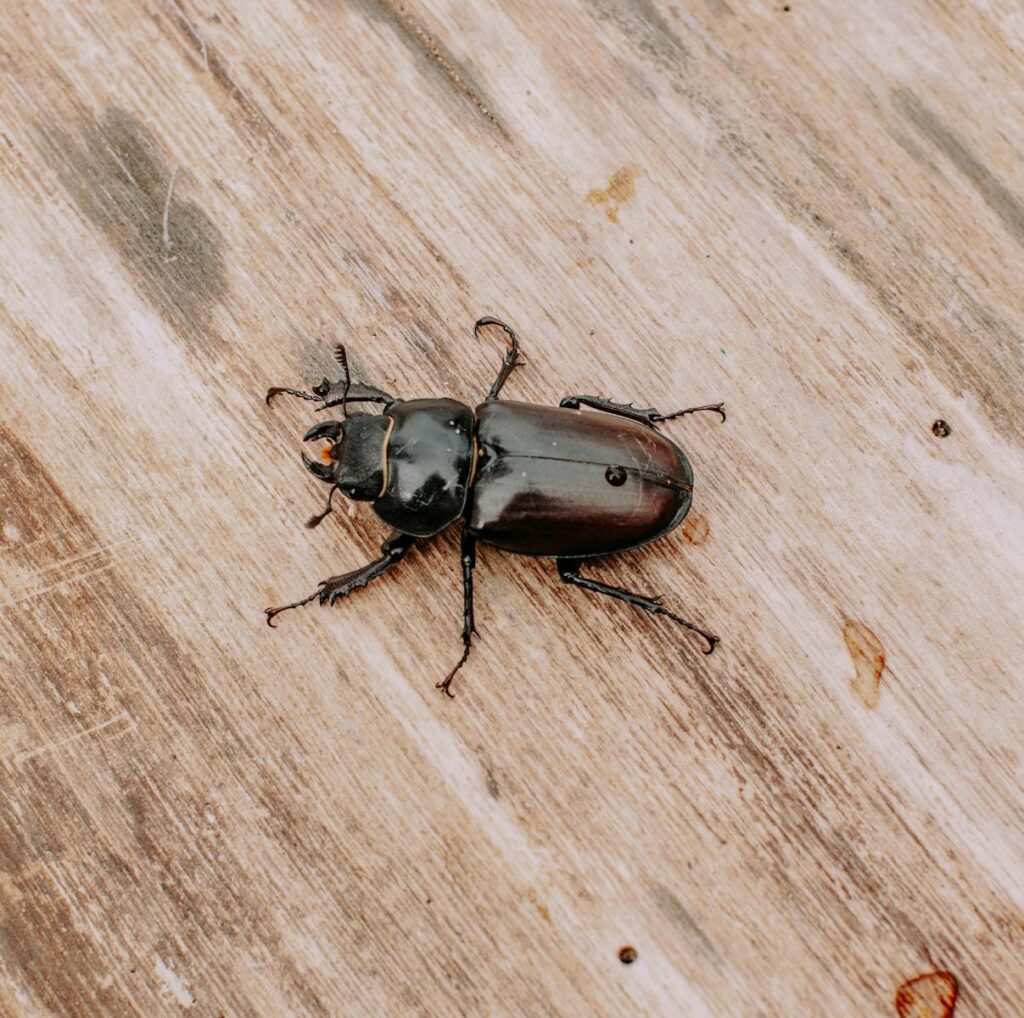 Detailed close-up of a beetle resting on a wooden surface, showcasing its intricate features.