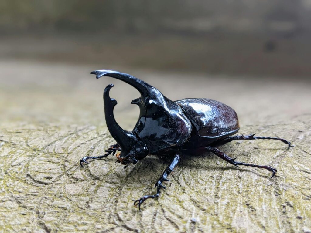 Close-up macro shot of a rhinoceros beetle on a textured wooden surface, captured in Kpélé, Togo.