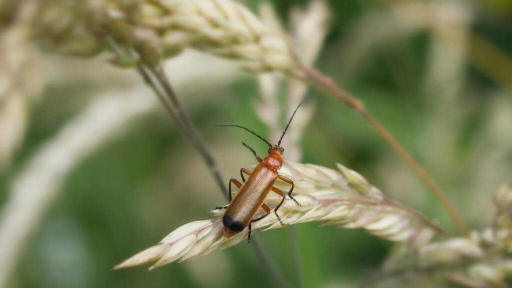 Detailed close-up of a common red soldier beetle (Rhagonycha fulva) resting on grass in a natural setting.