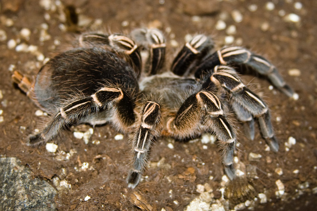 Costa Rican Zebra Tarantula