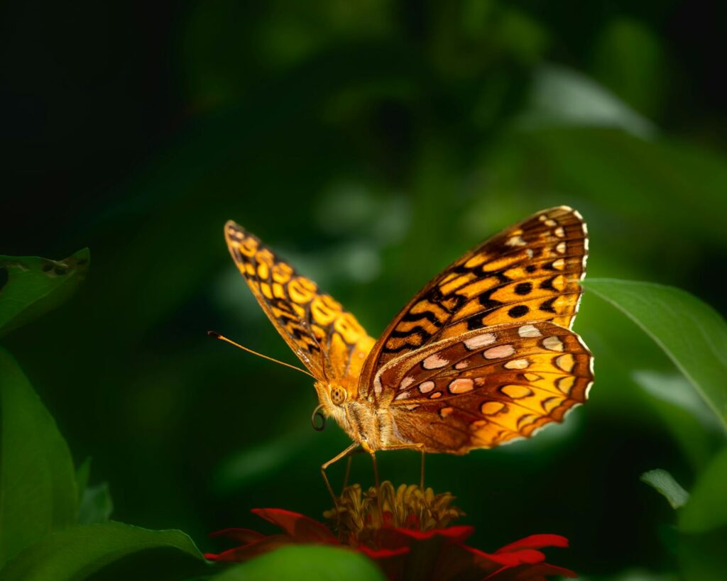 Detailed macro shot of a Great Spangled Fritillary butterfly perched on a flower, showcasing vibrant colors.