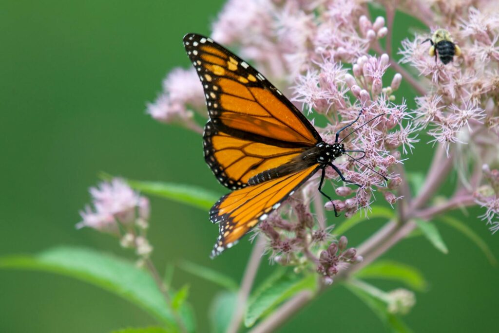 Close-up of a beautiful Monarch butterfly perched on blooming pink milkweed flowers in nature.