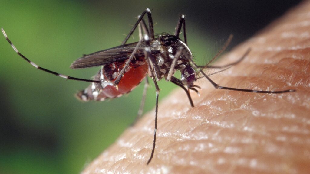 mosquito, female, aedes albopictus, human blood supply, asian mosquito tiger, biting insect, close up, mosquito, mosquito, mosquito, mosquito, mosquito